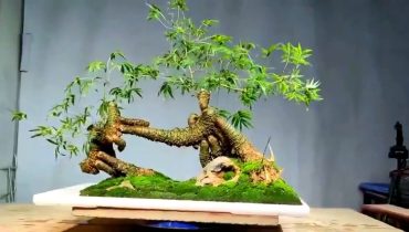 Cách trồng tre bonsai ghép trên đá đẹp nhất 2024