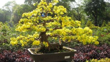 Top 10 thế mai bonsai đẹp được ưu chuộng hiện nay 2023