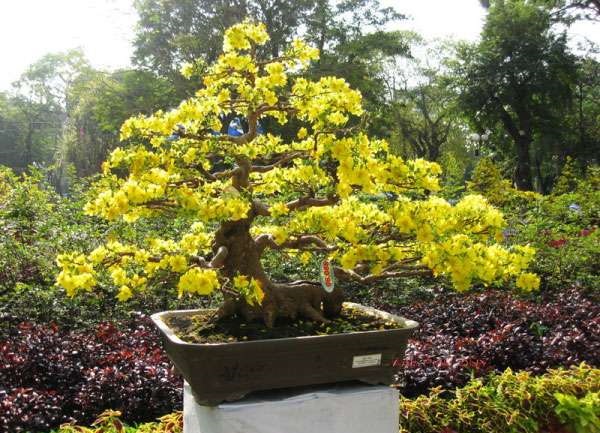 Top 10 thế mai bonsai đẹp được ưu chuộng hiện nay 2023