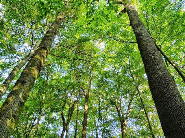 Trồng cây gì lấy gỗ nhanh nhất, có giá trị kinh tế hiệu quả nhất 2023