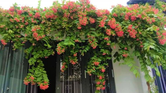 Trồng cây gì leo giàn nhanh quanh năm, hiệu quả, không rụng lá
