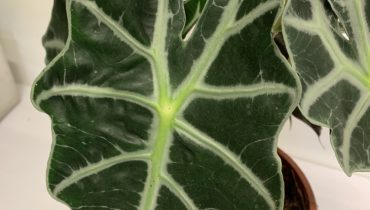 Alocasia là cây gì? Ý nghĩa phong thủy, cách trồng & chăm sóc