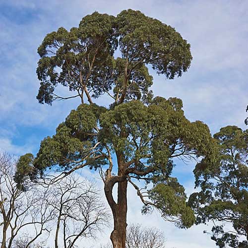 Eucalyptus macarthurii (Cây bạch đàn macarthur)