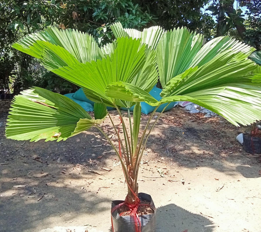 Japanese palm tree (cây cọ nhật)