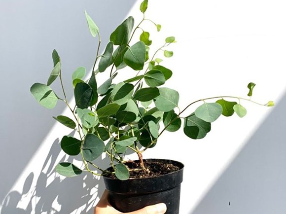 Siliver Dollar Eucalyptus (Khuynh diệp lá táo)