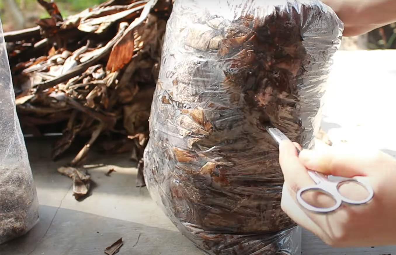Cách trồng nấm rơm bằng lá chuối trong bịch 