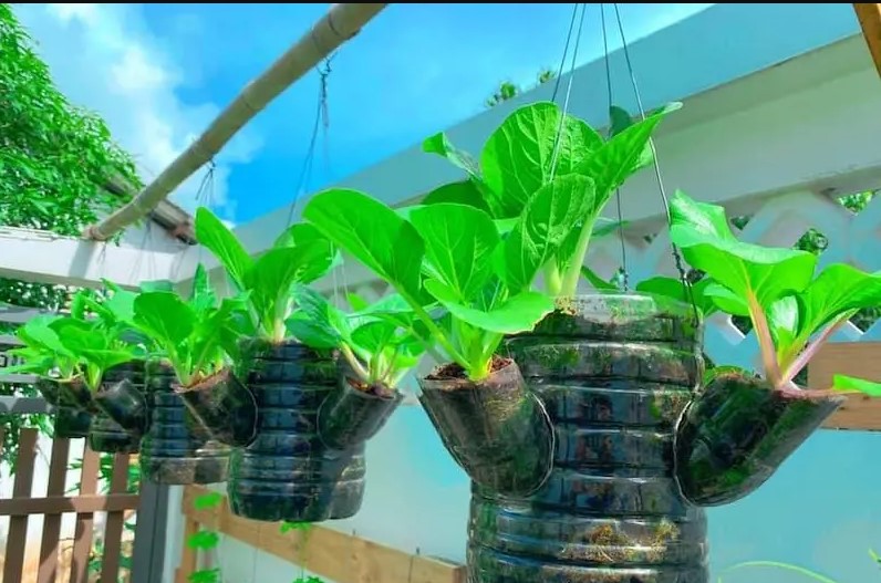 Cách trồng rau thủy canh bằng chai nhựa 5 lít tại nhà