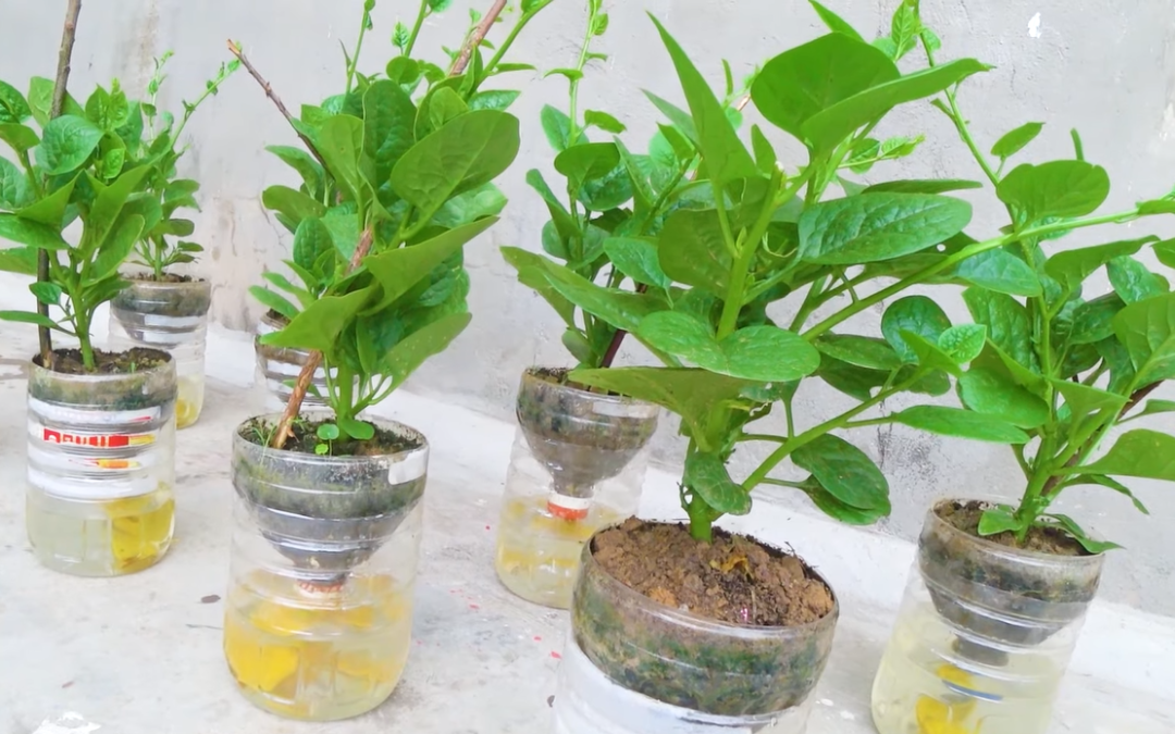 Cách trồng rau dền thủy canh tại nhà bằng chai nhựa