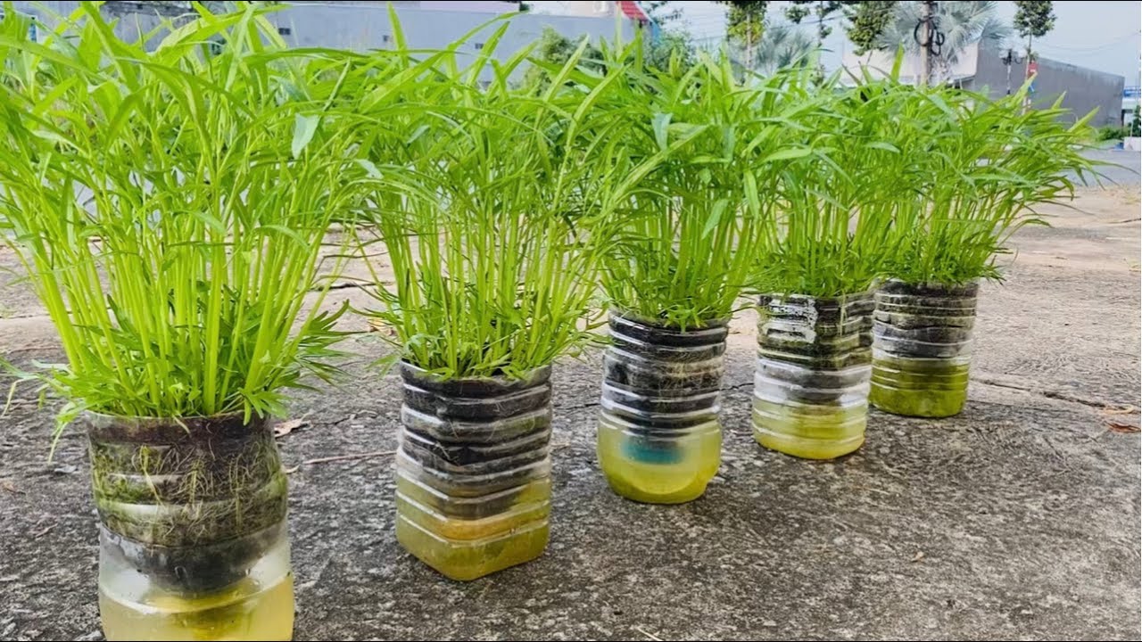 Cách trồng rau muống thủy canh bằng chai nhựa