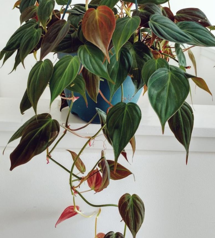 Cây Philodendron Micans