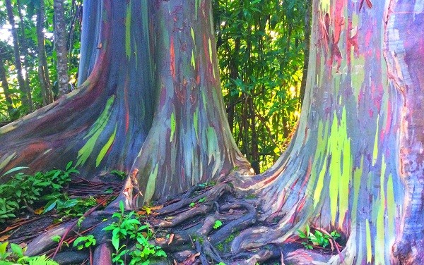 Cây eucalyptus deglupta (Bạch đàn cầu vồng)