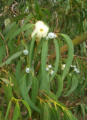 Cây eucalyptus radiata (Bạch đàn lá hẹp)