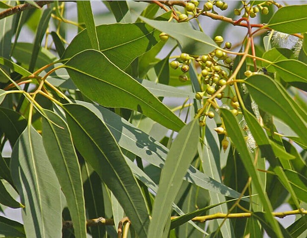 Cây eucalyptus globulus (Bạch đàn lá rộng)