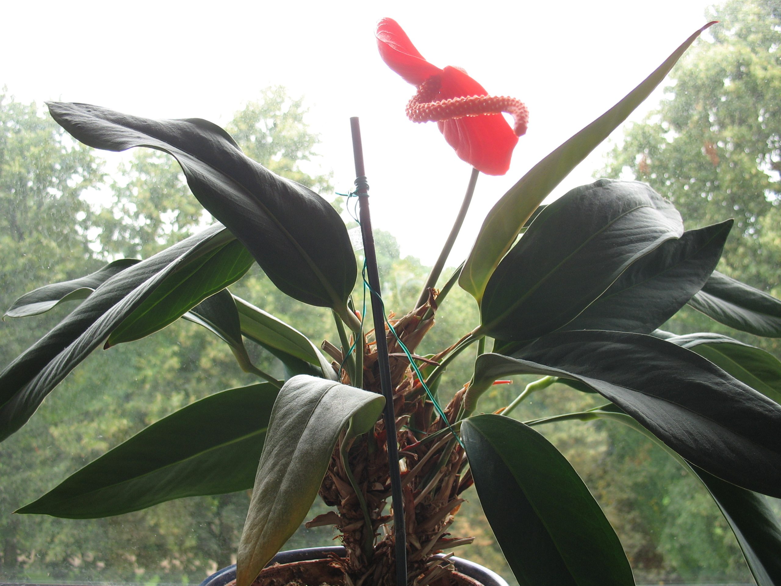Cây Hồng Môn Anthurium scherzerianum
