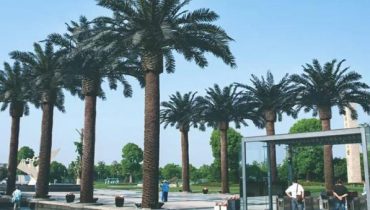 Palm Tree là cây gì? Những thông tin cần biết