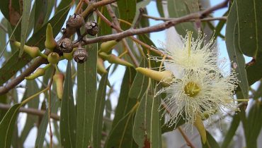 Eucalyptus là cây gì? Đặc điểm, Tác dụng và Cách chăm sóc