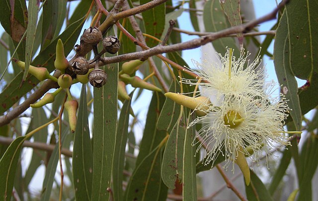 Eucalyptus là cây gì
