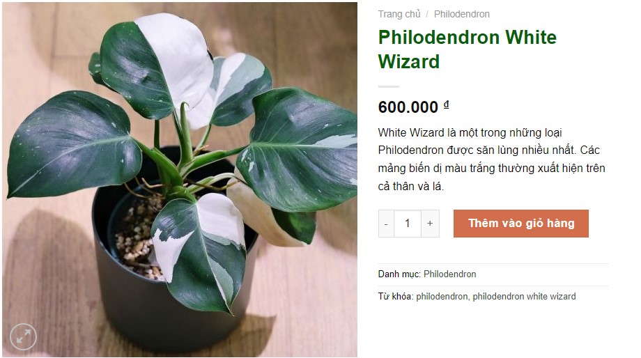 Giá của các loại cây Philodendron hiện nay