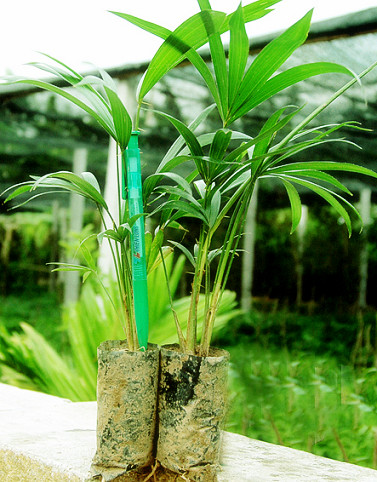 Hướng dẫn cách trồng cây mây Indonesia bằng cây con