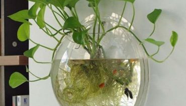 Cách trồng cây trầu bà bằng nước trong chai nhựa, bể cá