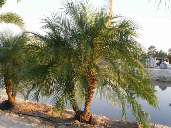 Palm Tree là cây gì?