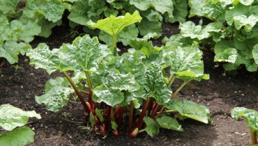Rhubarb là cây gì? Lợi ích sức khỏe và cách sử dụng