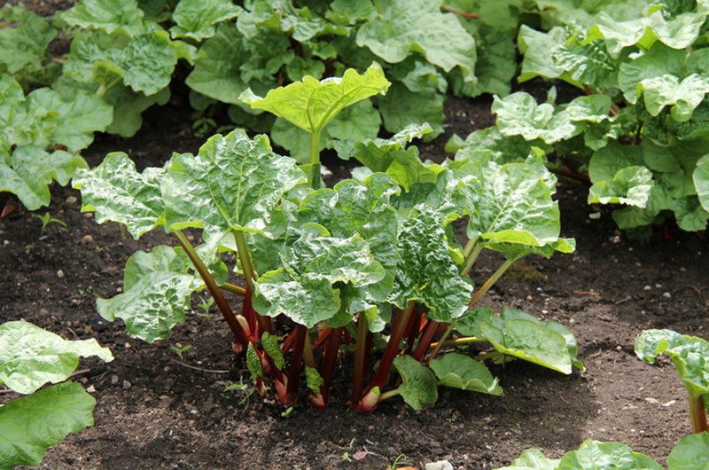 Rhubarb là cây gì? Lợi ích sức khỏe và cách sử dụng